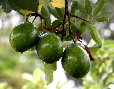 avocat-sur-un-avocatier