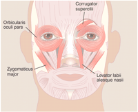muscles engagés dans le sourire
