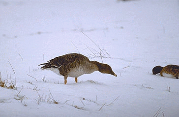 oie foie gras