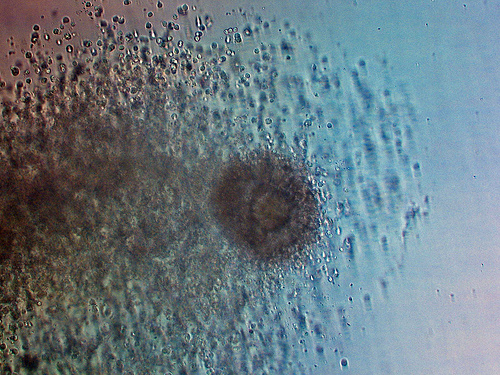 ovule-spermatozoides