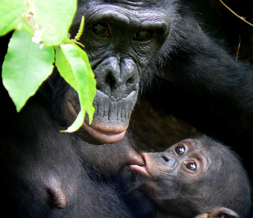 maman-gorille-qui-allaite