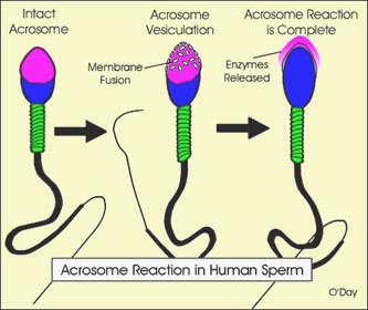 spermatozoïde fertilité oméga 3