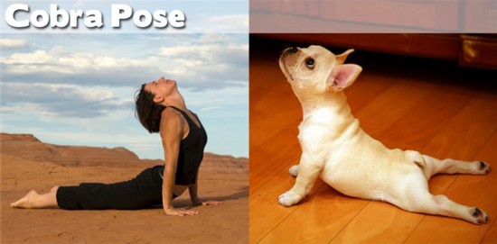 cobra-pose-yoga