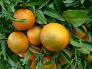 oranges-sur-l-arbre-encore-vertes