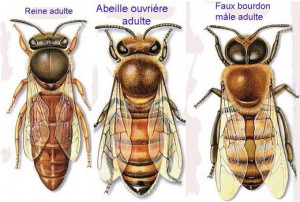 abeilles-miel