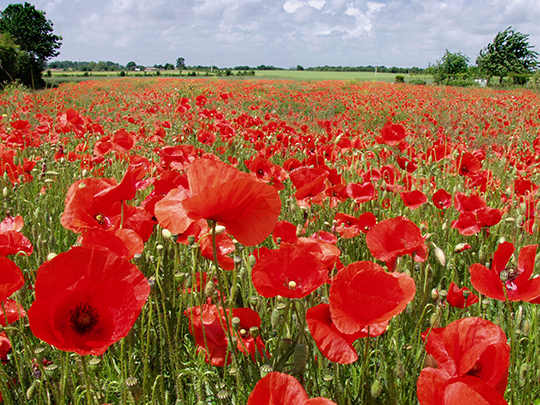 champ-de-coquelicots