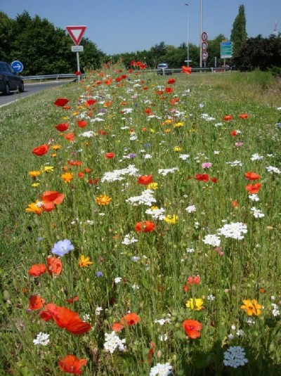 fleurs-pour-les-abeilles