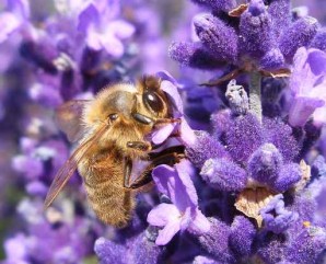 abeille-butine-dans-de-la-lavande