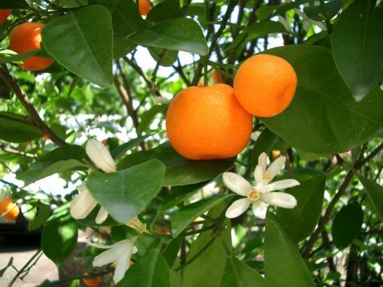 mandarine-ou-clémentine-sur-un-arbre-en-fleur