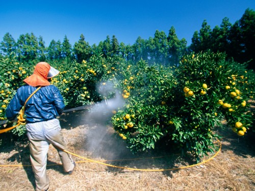 homme-qui-traite-aux-pesticides-les-orangers