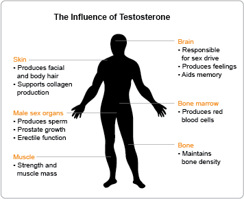 influence-de-la-testostérone-sur-les-organes
