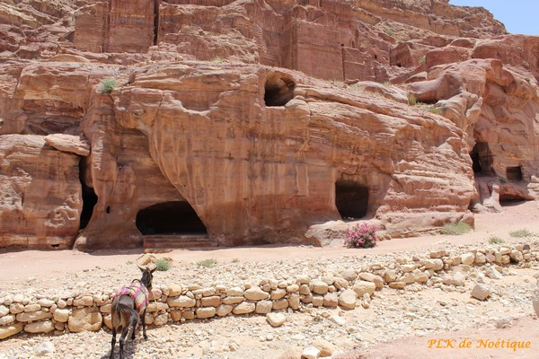 Pétra-jordanie-grès-rose