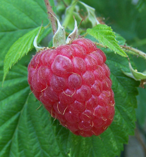 framboise