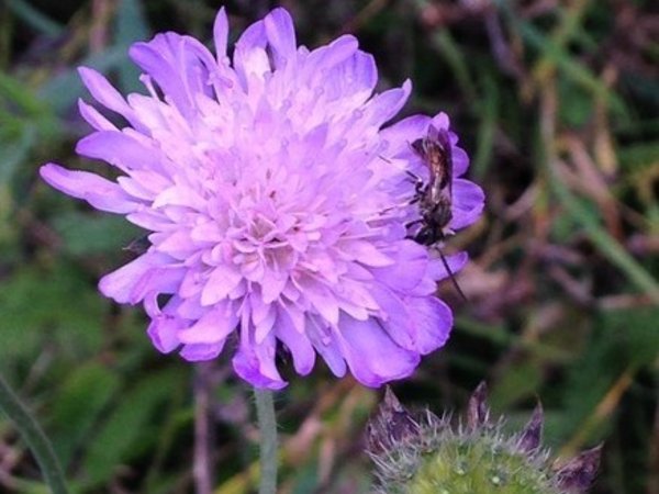 automne-fleur-violette-plus-insecte