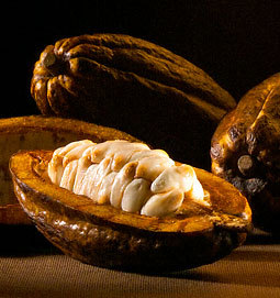 cacao