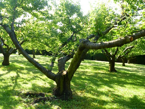 château-de-Bagnols-extérieur-arbres