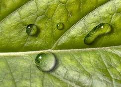 feuille-verte-avec-goutte-d-eau