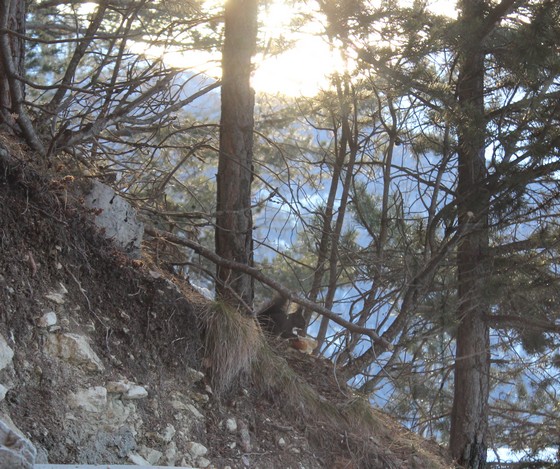 vercorin écureuil ski