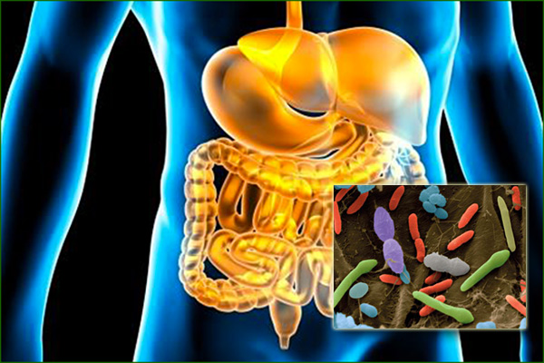 flore-intestinale