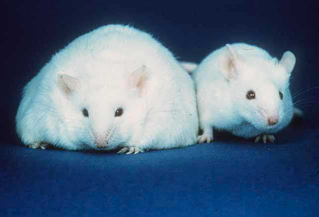 deux-souris-dont-une-obèse-à-cause-des-additifs