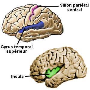 cerveau-aires-stimulées-par-la-lecture-gyrus-insula