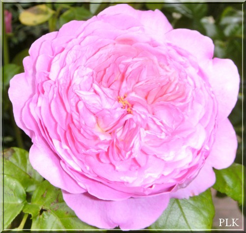 flowerpower rose anglaise