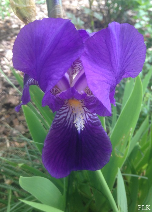 iris-bleu-jardin