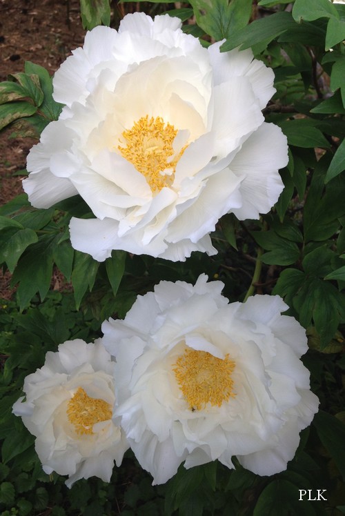 pivoine-arbustive-blanche