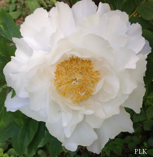 pivoine-arbustive-blanche