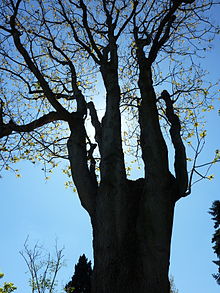 Ailanthus_giraldii-old_tree-backlighted