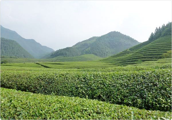 long jing bio 