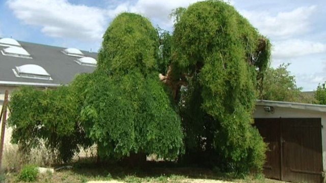 sophora-japonica-villers-les-pots