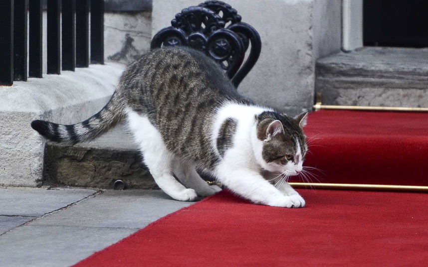 Larry-the-cat-10-Downing-steet-griffe-tapis-rouge