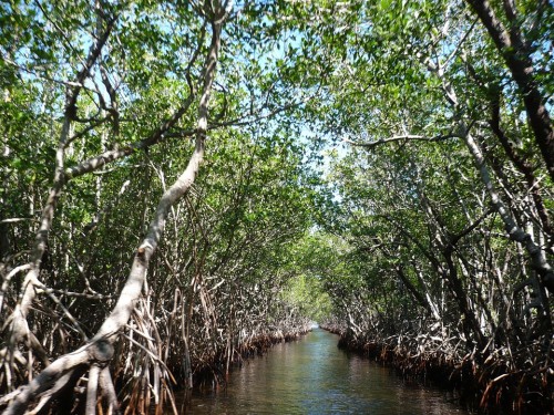 mangroves-Everglades-Floride