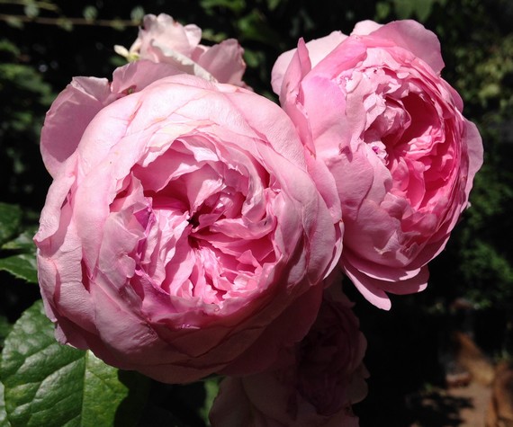 rose-anglaise-parfumée-poème-Ronsard