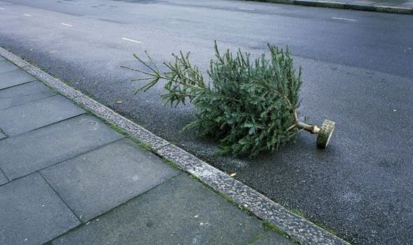 sapin-abandonné-sur-la route