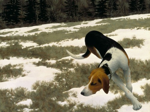 Colville-chien-de-chasse