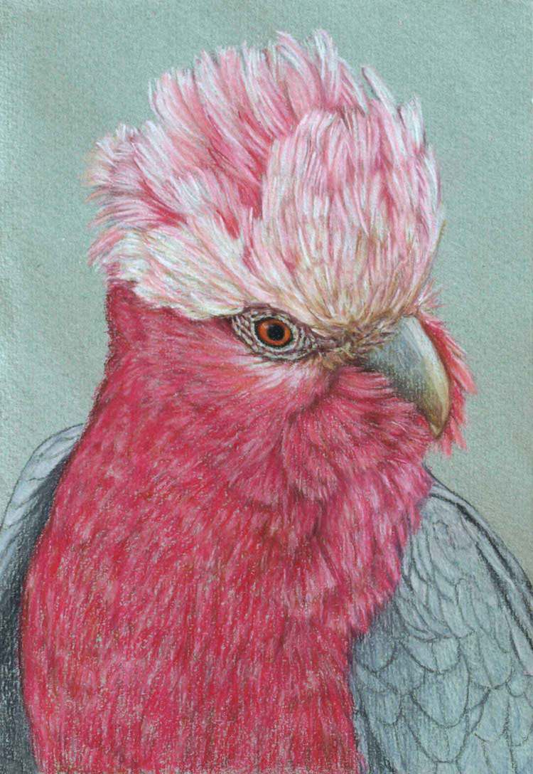 galah-3-drawing-rachel-newling