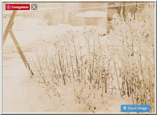 givre-sur-les-menthes-à-la-verrerie-gallé