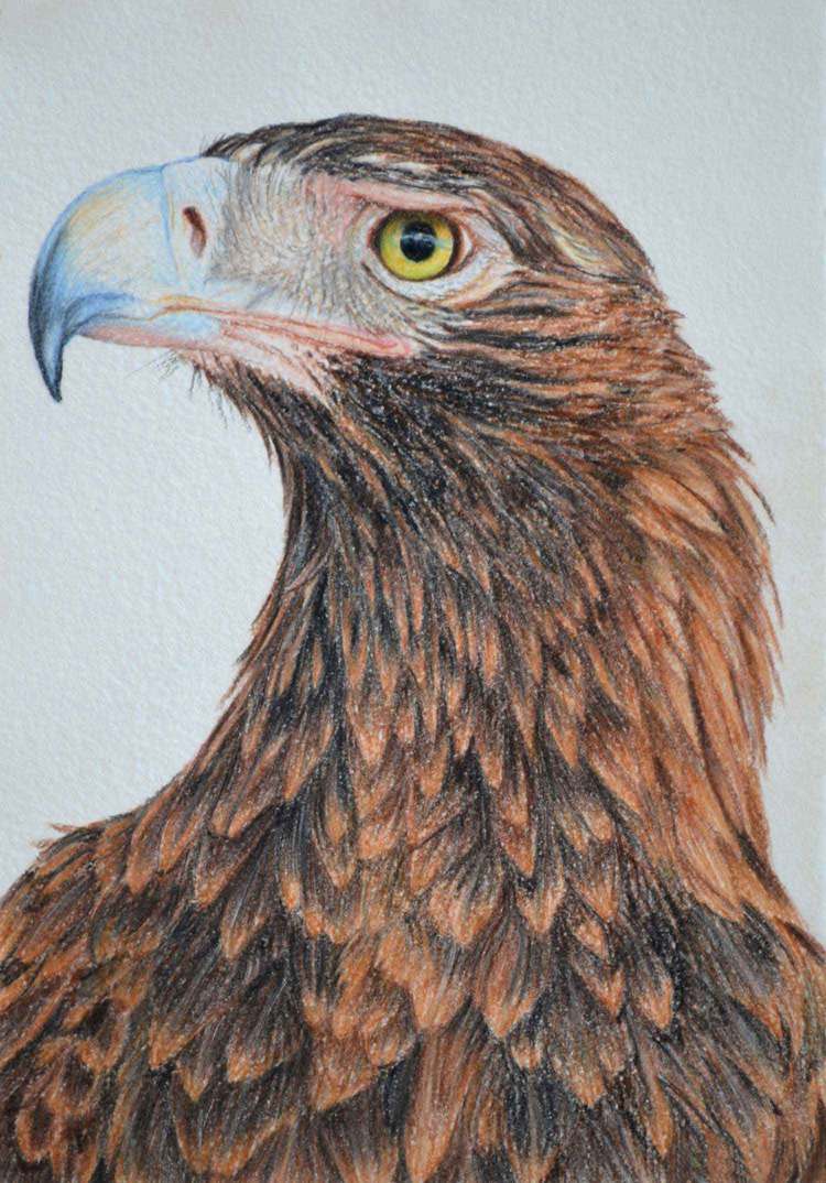 wedge-tailed-eagle-2-drawing-rachel-newling