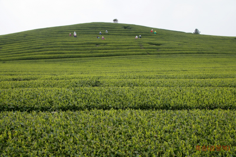 champ-de-thé-vert-jeju-corée