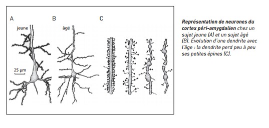 neurones-vieillissement