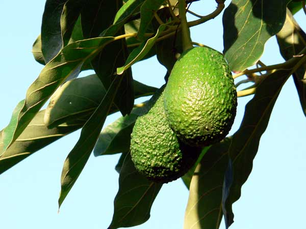 avocat-santé-guacamole