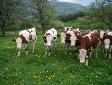 lait de vache our les petits veaux