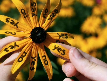 marguerite-jaune-décider-juste