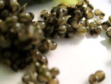 tonburi_seeds caviar_des_champs