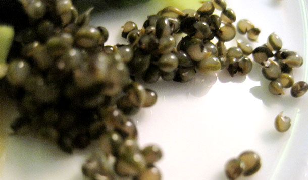 tonburi_seeds caviar_des_champs