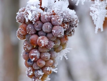 vin de glace