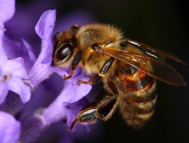 provence-miel-abeille