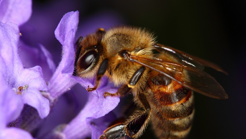 provence-miel-abeille